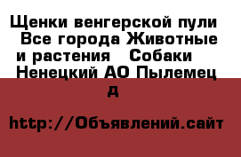 Щенки венгерской пули - Все города Животные и растения » Собаки   . Ненецкий АО,Пылемец д.